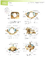 Sobotta  Atlas of Human Anatomy  Trunk, Viscera,Lower Limb Volume2 2006, page 13